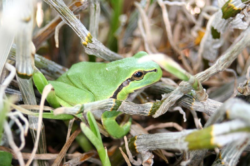 Laubfrosch